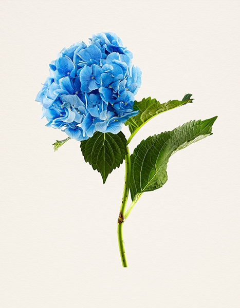 Kenji Toma