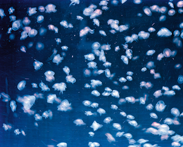 Gregor Sailer COLLECTOR'S EDITION: Cockaigne 