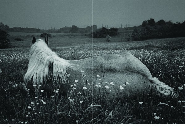 Michel Vanden Eeckhoudt Bittersweet 