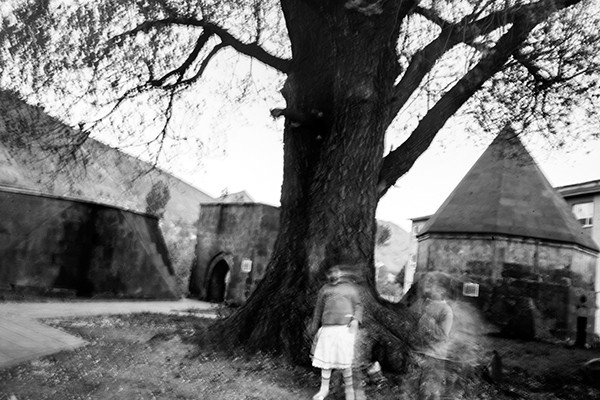 Kathryn Cook Memory of Trees 