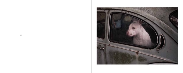 Martin Usborne The Silence of Dogs in Cars 
