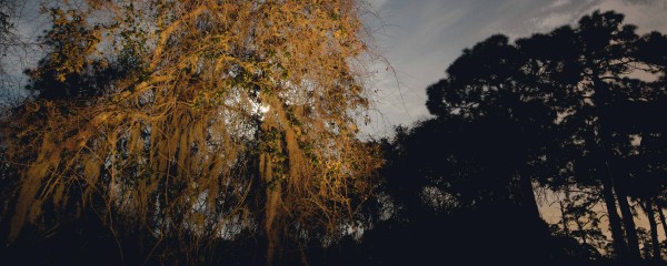 Frank Hallam Day Nocturnal 