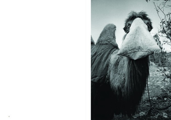 Michel Vanden Eeckhoudt Bittersweet 