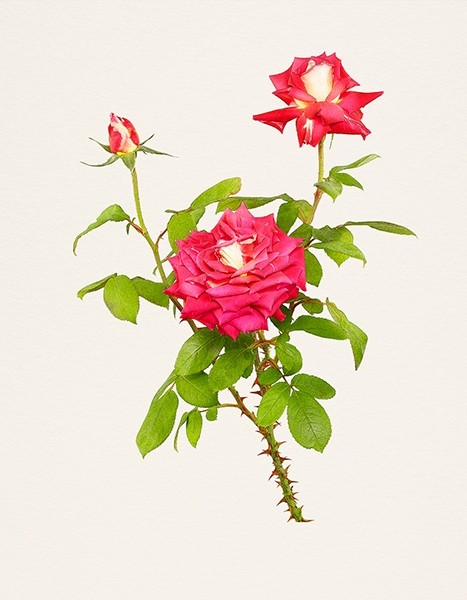 Kenji Toma SIGNIERT: The Most Beautiful Flowers 