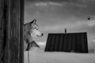 Ragnar Axelsson COLLECTOR´S EDITION: Arctic Heroes  Motiv 3: »Ittoqqortoormiit, Greenland-2« (2017)