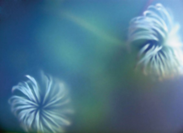 Ulrike Crespo Ephemere 