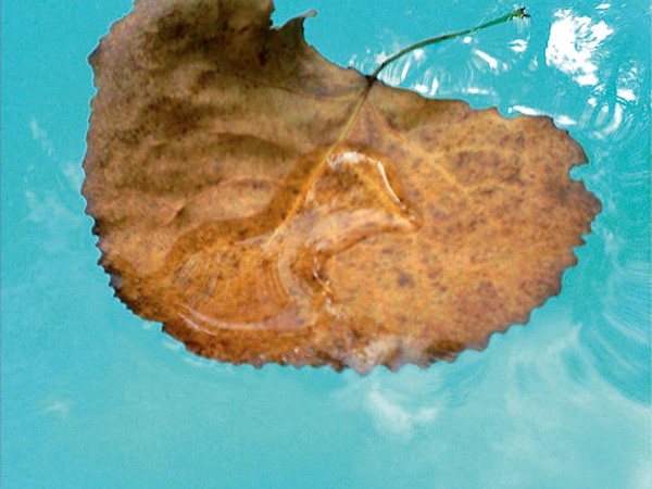 Beth Lilly The Oracle @ WIFI 