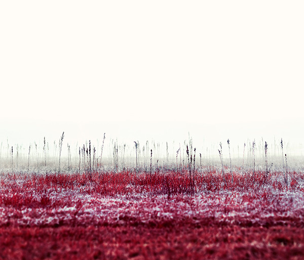 Zak van Biljon Modernising Nature 