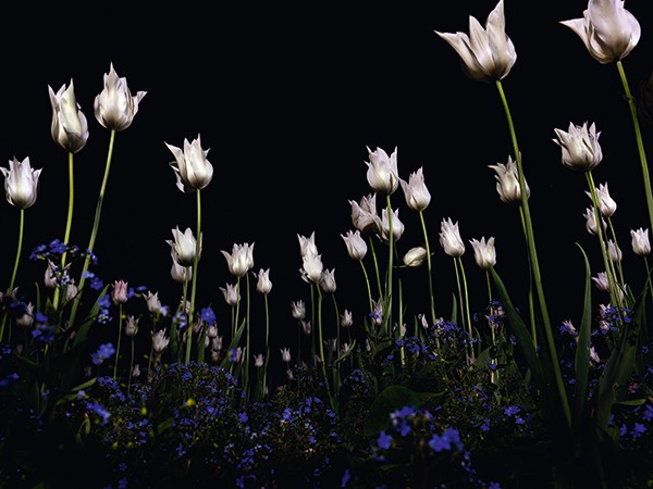 Giovanni Castell Boxen & Blumen 