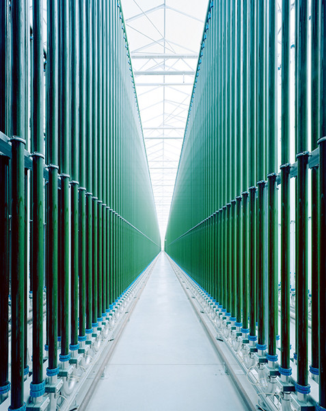 Gregor Sailer COLLECTOR'S EDITION: Cockaigne 