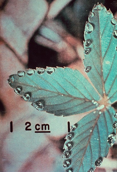 Schaulager Basel / Laurenz-Stiftung Steve McQueen (German Edition) Works