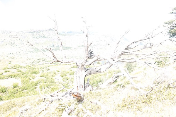 Dierk Maass Incident° of' Light'' 