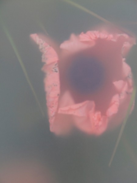 Ulrike Crespo Ephemere 