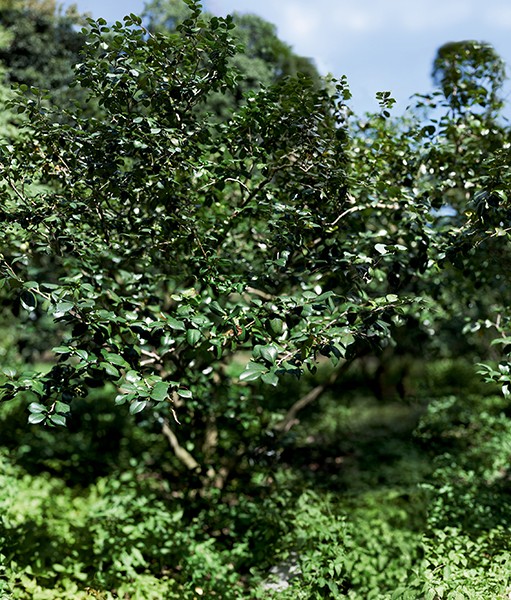 Naruki Oshima haptic green 