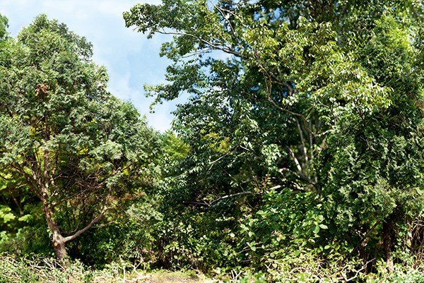 Naruki Oshima haptic green 