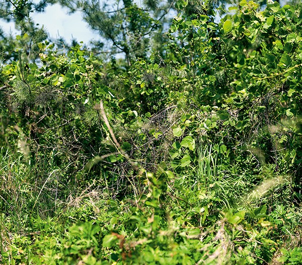 Naruki Oshima haptic green 