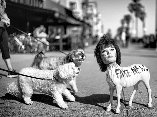 Dotan Saguy DOGTOWN The Pups of Venice Beach and their Humans