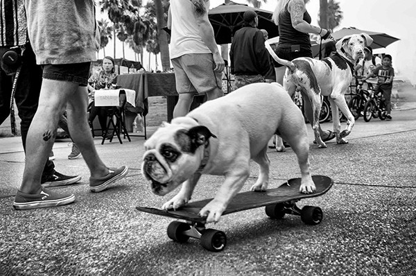 Dotan Saguy DOGTOWN The Pups of Venice Beach and their Humans
