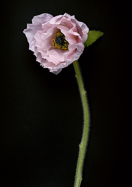 Claus Stolz