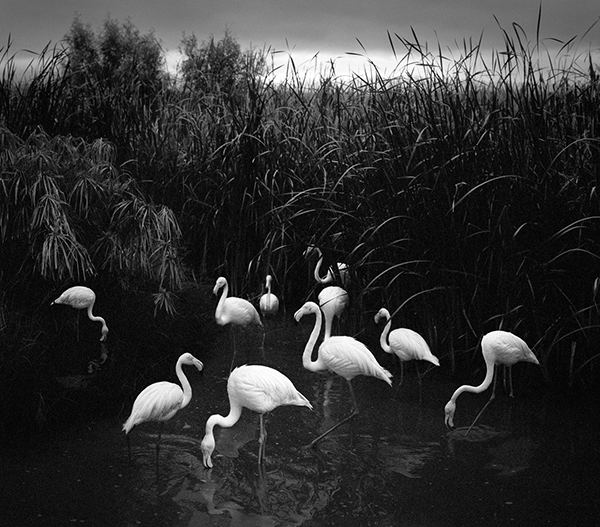 Pentti Sammallahti