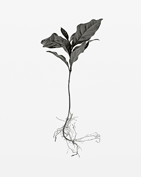 Manuel Rivera-Ortiz Foundation