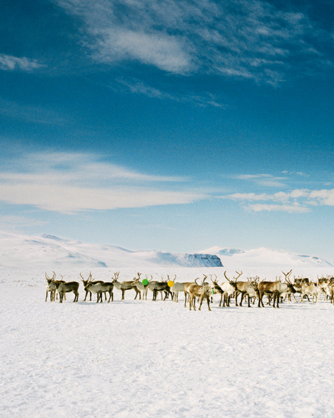 Scarlett Hooft Graafland
